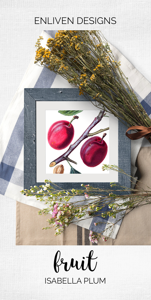 Isabella Plum Vintage Fruit in Illustrations - product preview 7