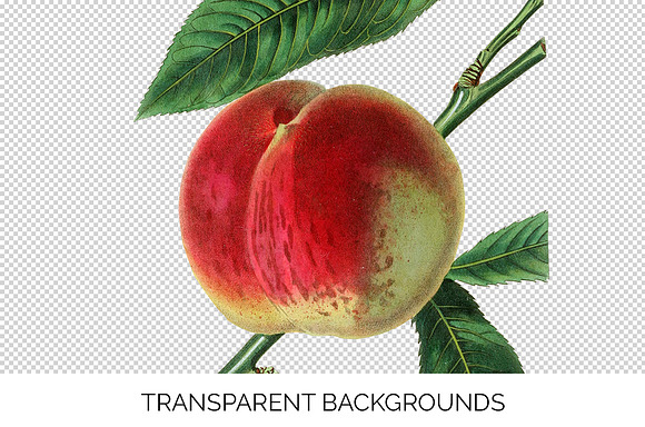 Noblesse Peach Vintage Fruit in Illustrations - product preview 3