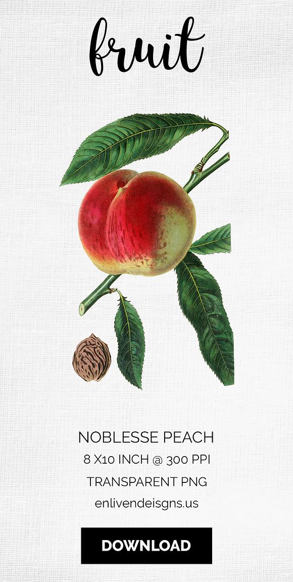 Noblesse Peach Vintage Fruit in Illustrations - product preview 6