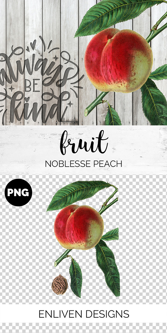 Noblesse Peach Vintage Fruit in Illustrations - product preview 7