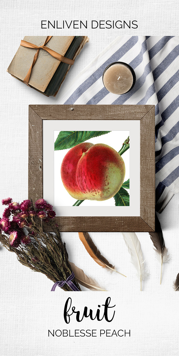 Noblesse Peach Vintage Fruit in Illustrations - product preview 8