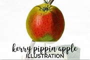 Vintage Kerry Pippin Apple Fruit