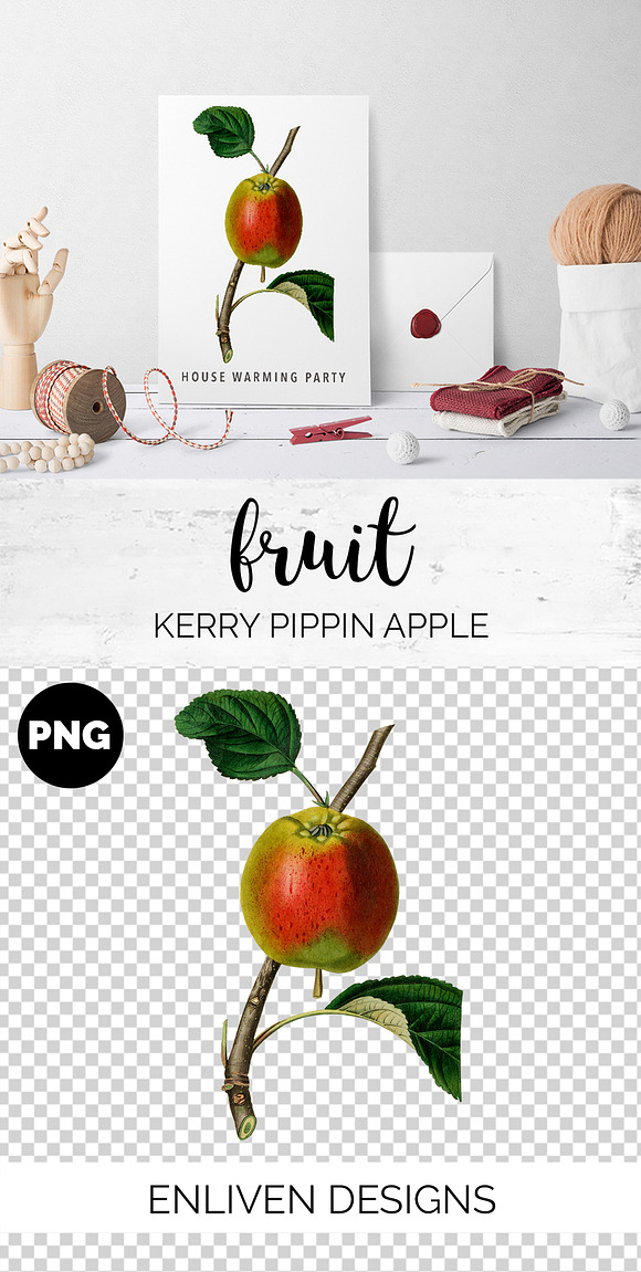 Vintage Kerry Pippin Apple Fruit in Illustrations - product preview 1