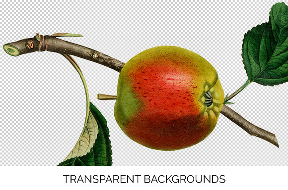 Vintage Kerry Pippin Apple Fruit in Illustrations - product preview 2
