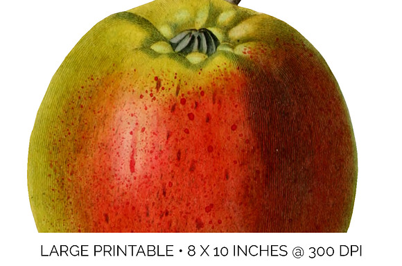 Vintage Kerry Pippin Apple Fruit in Illustrations - product preview 4