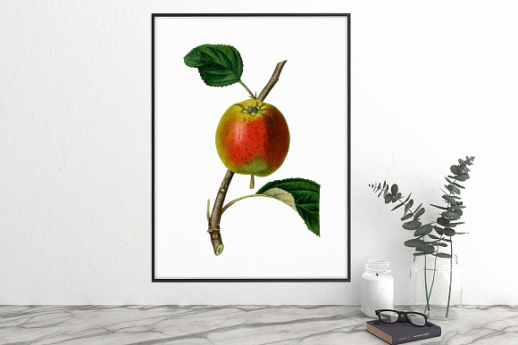 Vintage Kerry Pippin Apple Fruit in Illustrations - product preview 5