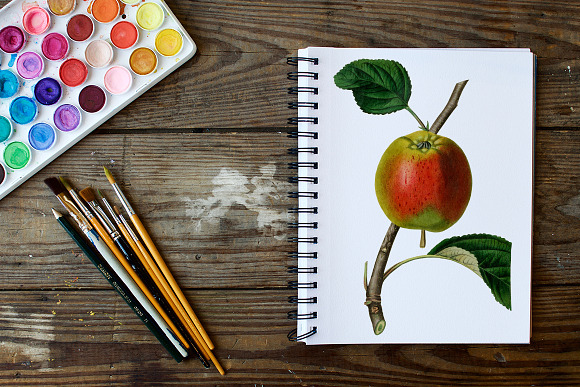 Vintage Kerry Pippin Apple Fruit in Illustrations - product preview 6