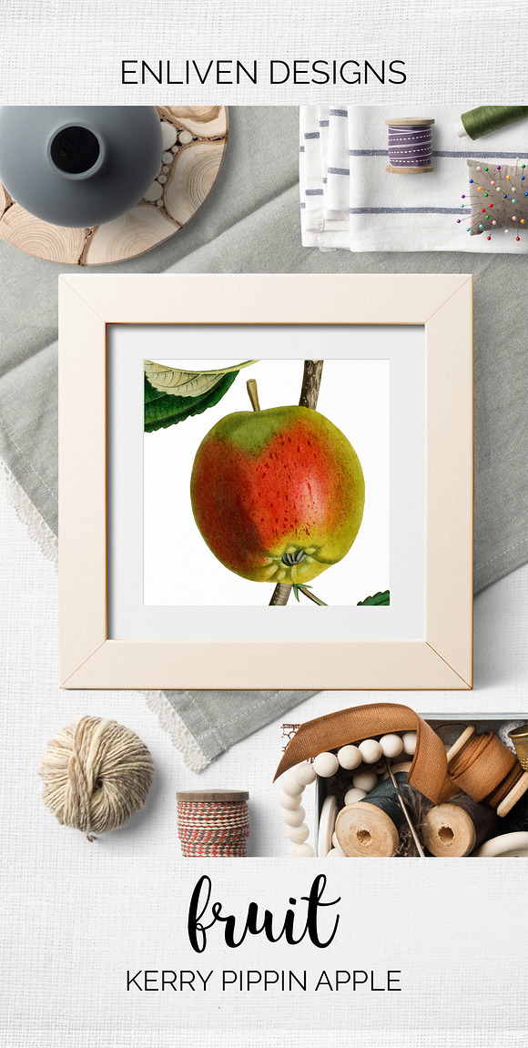 Vintage Kerry Pippin Apple Fruit in Illustrations - product preview 7