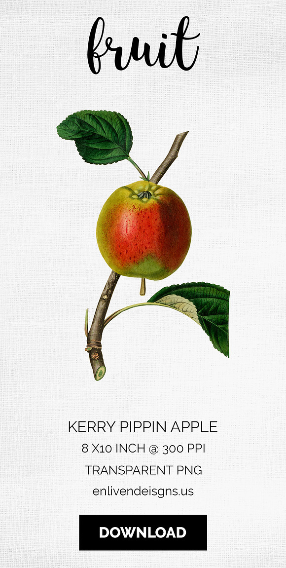 Vintage Kerry Pippin Apple Fruit in Illustrations - product preview 8