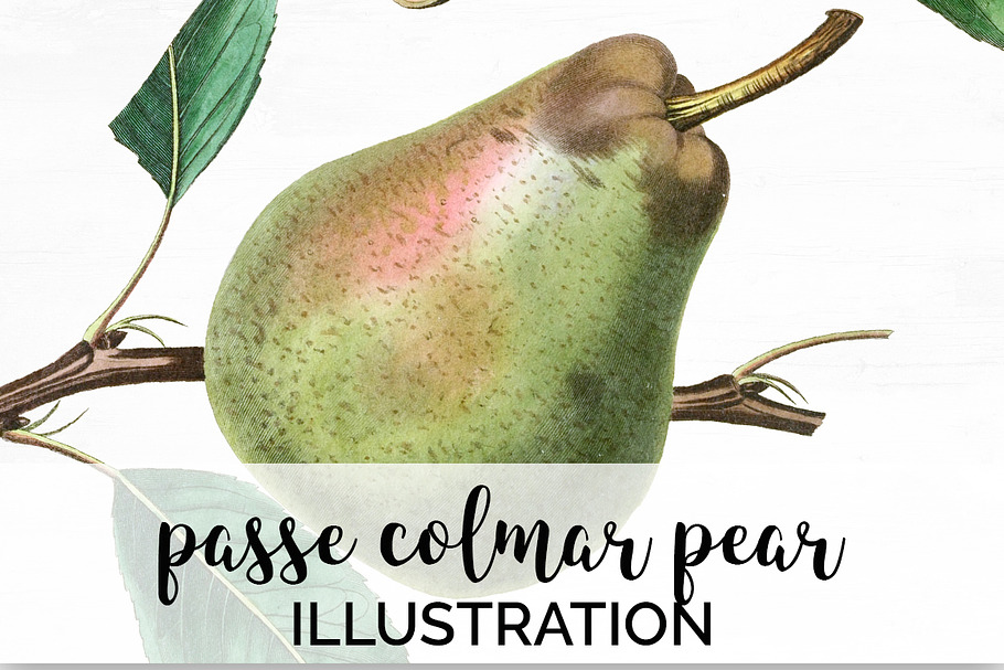 Green Pear Vintage Fruit Graphic