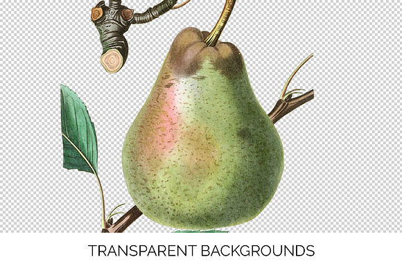 Green Pear Vintage Fruit Graphic in Illustrations - product preview 2