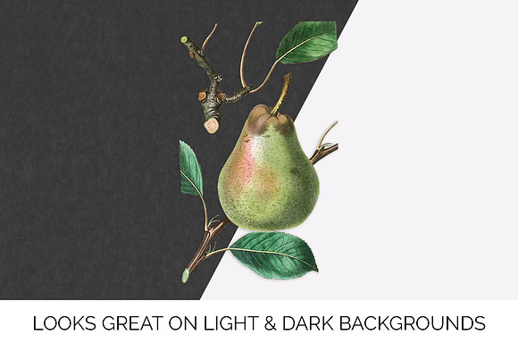 Green Pear Vintage Fruit Graphic in Illustrations - product preview 3