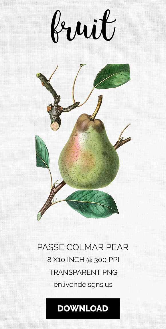 Green Pear Vintage Fruit Graphic in Illustrations - product preview 5