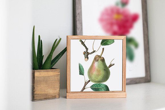Green Pear Vintage Fruit Graphic in Illustrations - product preview 6