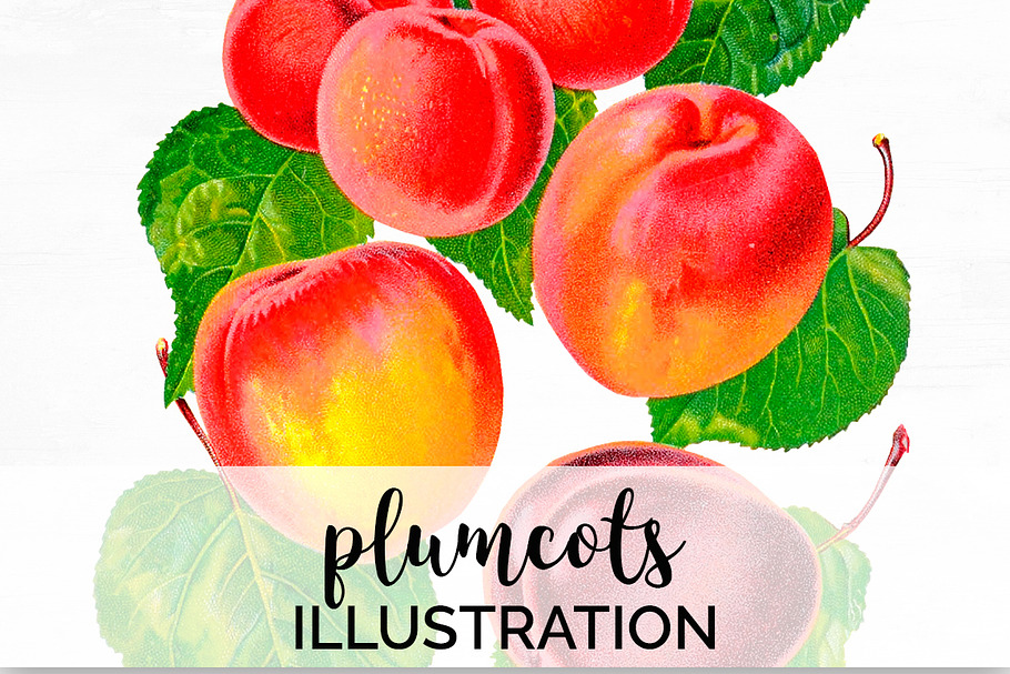 Vintage Fruit Plumcots Illustration