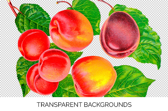 Vintage Fruit Plumcots Illustration in Illustrations - product preview 2