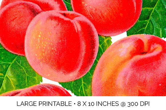 Vintage Fruit Plumcots Illustration in Illustrations - product preview 7