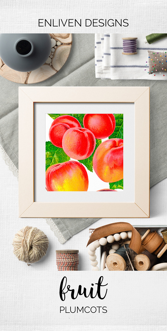 Vintage Fruit Plumcots Illustration in Illustrations - product preview 8