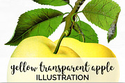 Yellow Transparent Apple Vintage