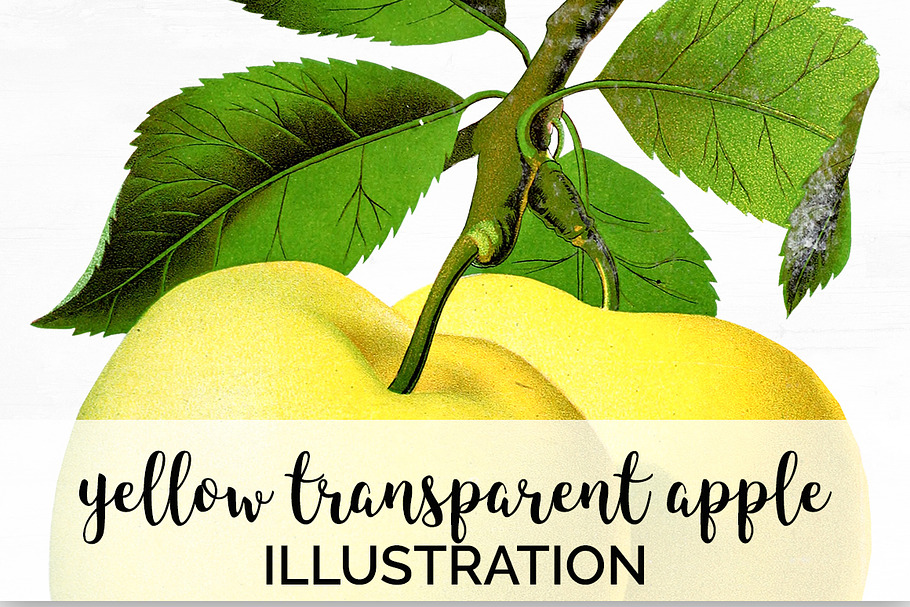 Yellow Transparent Apple Vintage in Illustrations - product preview 8
