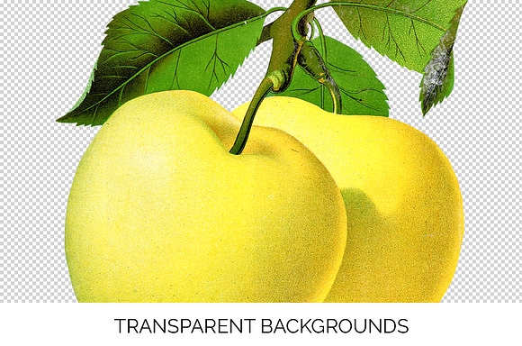 Yellow Transparent Apple Vintage in Illustrations - product preview 2