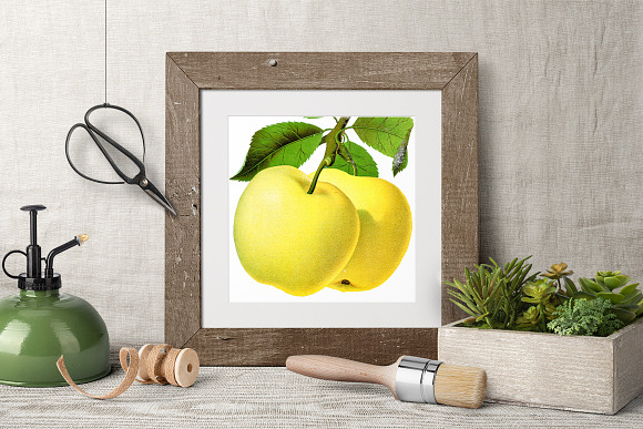 Yellow Transparent Apple Vintage in Illustrations - product preview 4