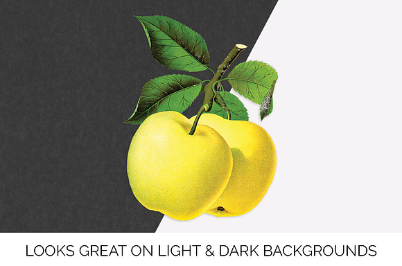 Yellow Transparent Apple Vintage in Illustrations - product preview 5