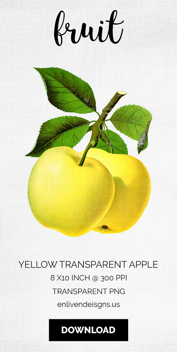 Yellow Transparent Apple Vintage in Illustrations - product preview 7