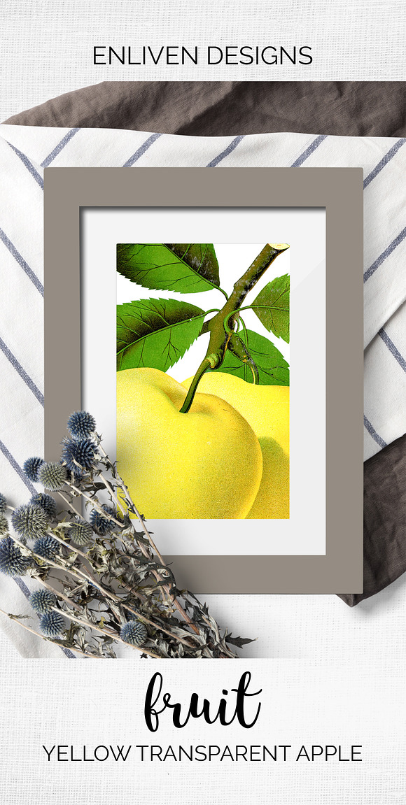 Yellow Transparent Apple Vintage in Illustrations - product preview 8