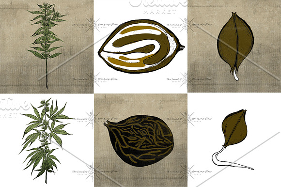 Medical Marijuana | Cannabis Plant in Illustrations - product preview 2