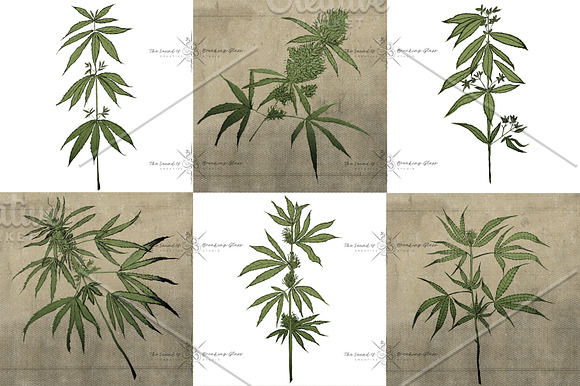 Medical Marijuana | Cannabis Plant in Illustrations - product preview 3