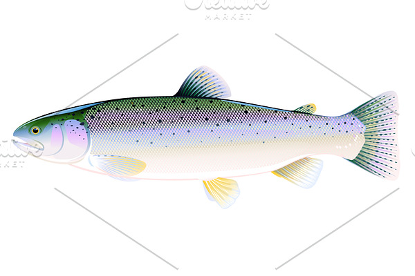 Rainbow trout fish
