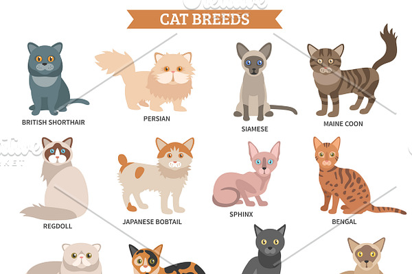 Cat breed flat icons set