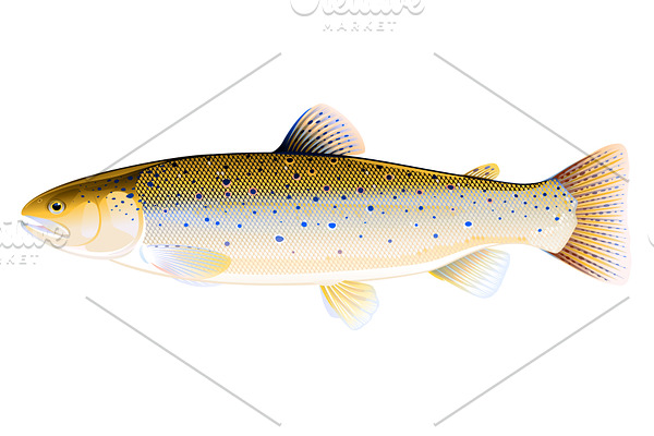 Brown trout fish