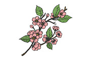 Cherry blossom sketch engraving