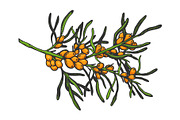 Sea buckthorn branch sketch vector