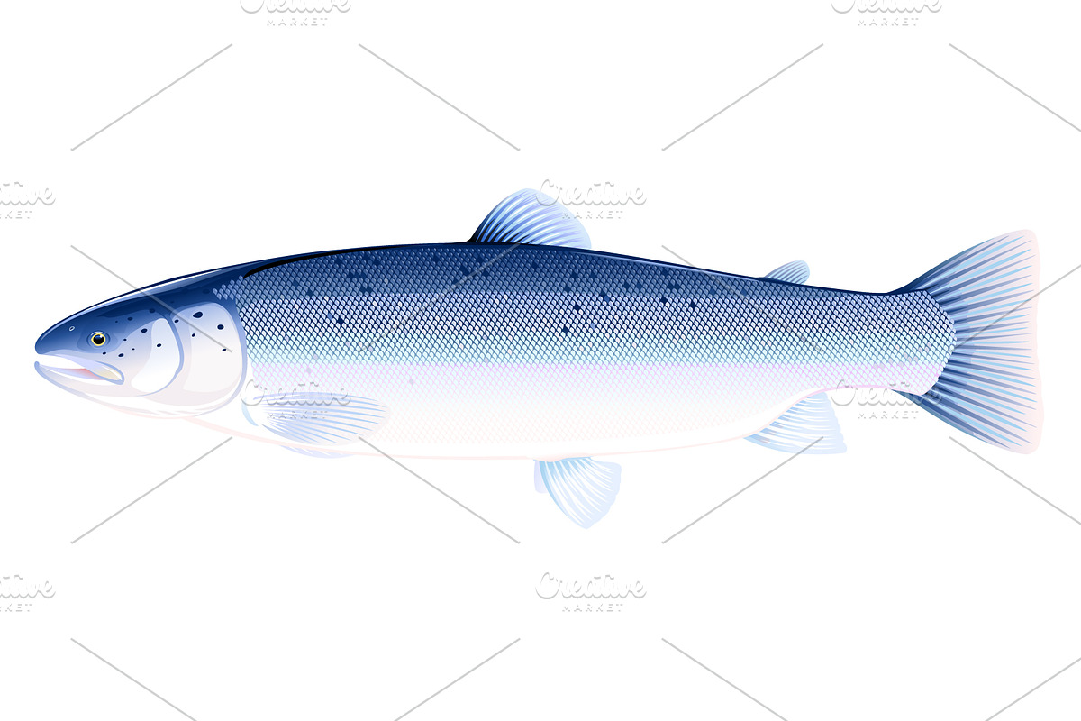 Atlantic salmon fish in Illustrations - product preview 8