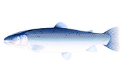 Atlantic salmon fish