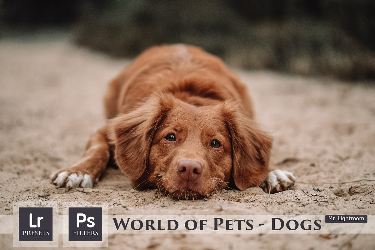World of Pets Dogs Lightroom Presets in Add-Ons - product preview 8