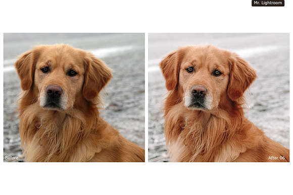 World of Pets Dogs Lightroom Presets in Add-Ons - product preview 2
