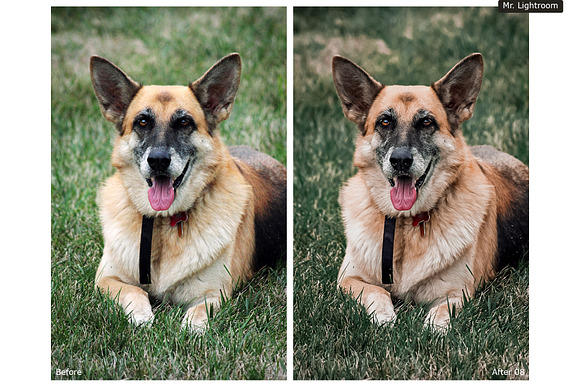 World of Pets Dogs Lightroom Presets in Add-Ons - product preview 3