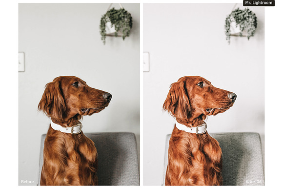 World of Pets Dogs Lightroom Presets in Add-Ons - product preview 4