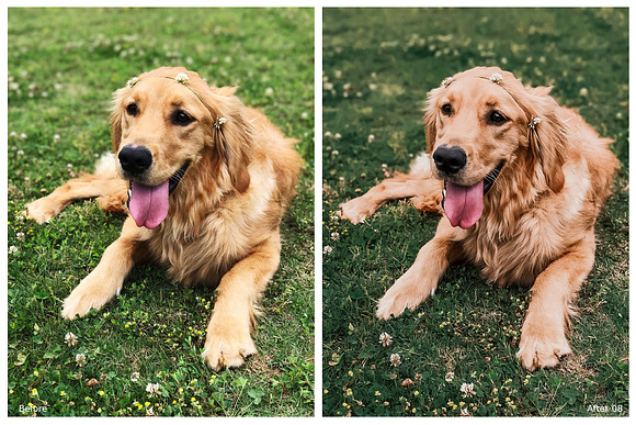 World of Pets Dogs Lightroom Presets in Add-Ons - product preview 6
