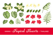 Set of tropical flowers elements