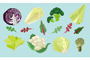 Cabbages. Green natural healthy food