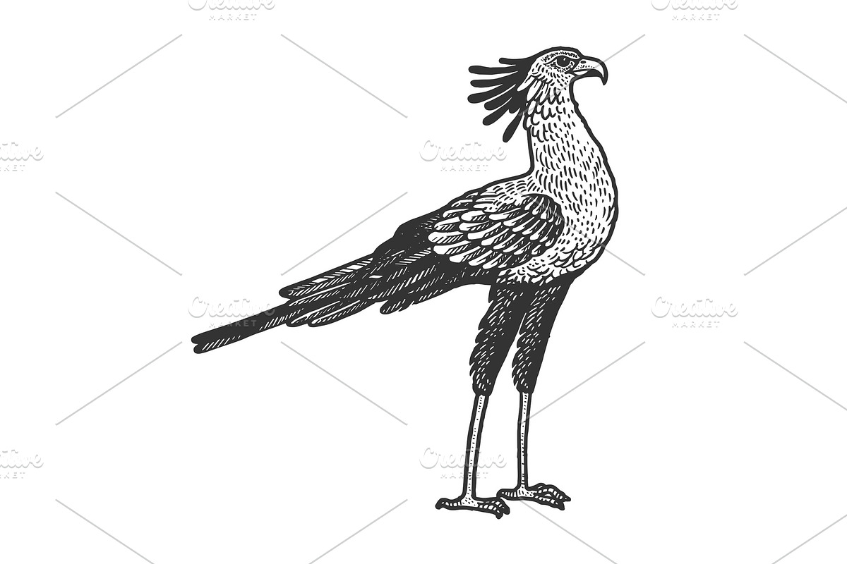 Secretary bird animal sketch vector in Illustrations - product preview 8