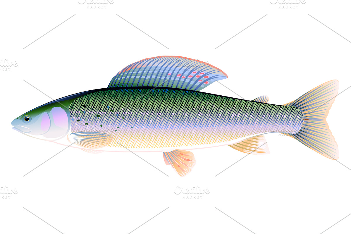 Grayling fish in Illustrations - product preview 8