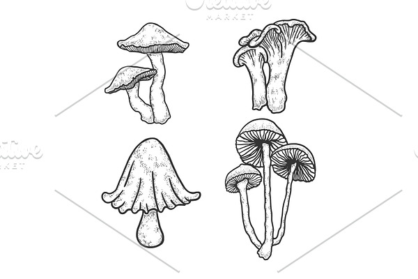 Mushroom set sketch engraving vector