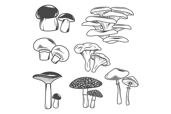 Mushrooms in Illustrations - product preview 1