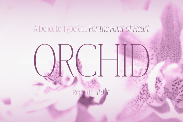 Orchid - Delicate Serif Typeface